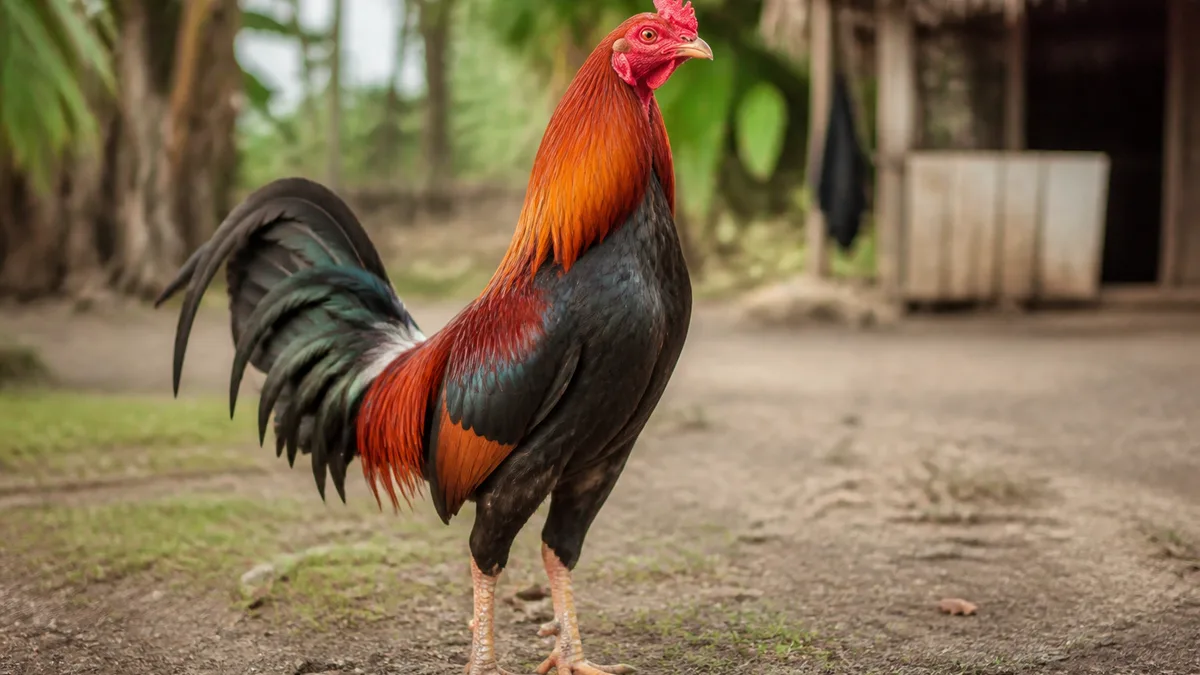 Cock Fight cover